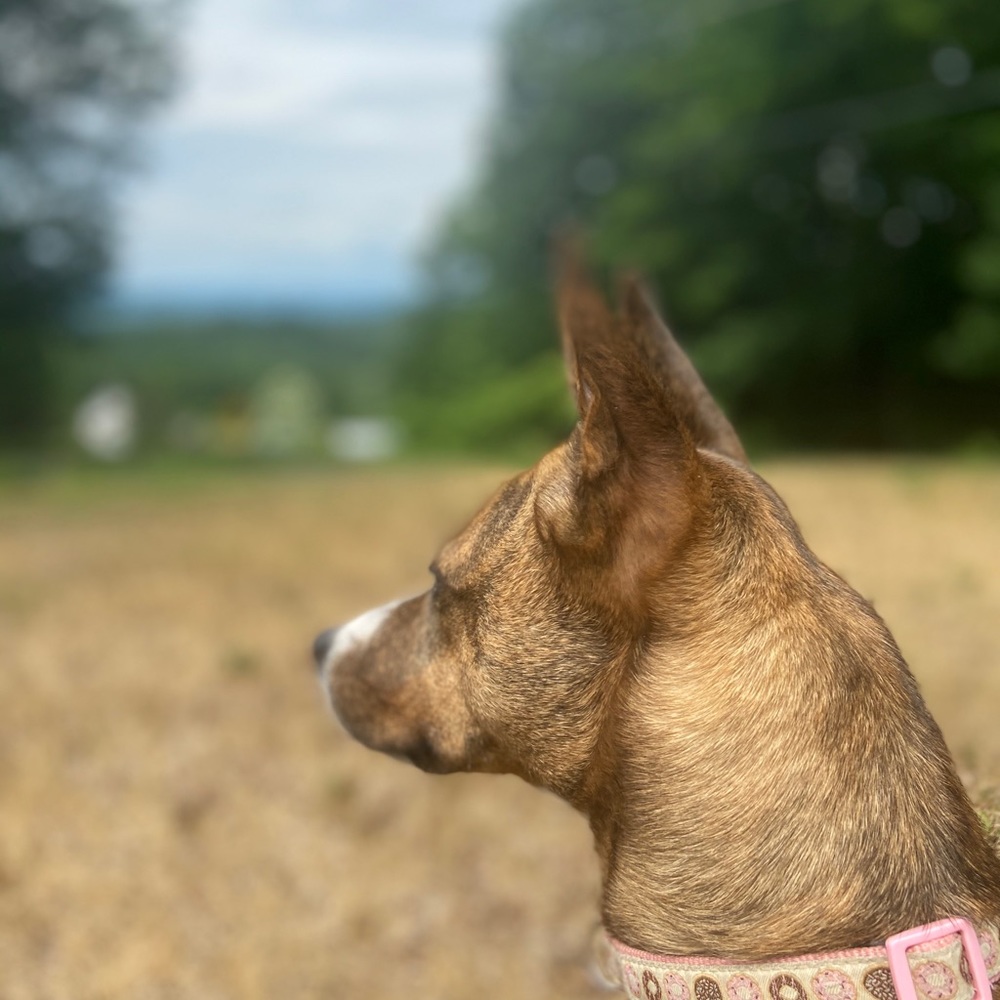 Meet your Posher, Tiffany